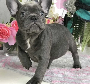 Französische Bulldoggen Welpen 