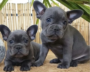 Französische Bulldoggen Welpen 