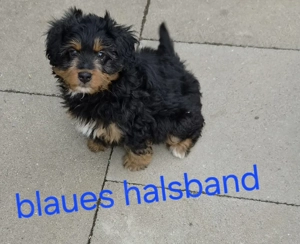 Mini Aussiedoodle Mädels dürfen ausziehen 