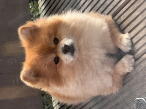 Pomeranian Zwergspitz Zu Verkaufen