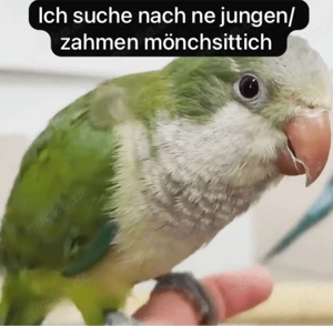 suche Mönchssittich