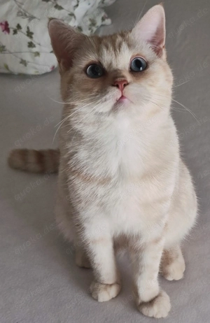 Britisch kurzhaar bkh 