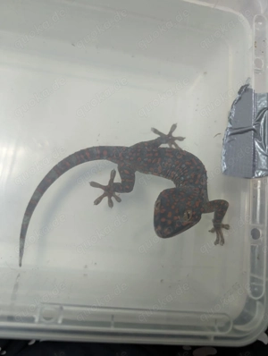 Tokeh Gecko 1.1 09 25