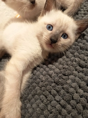 Reinrassige Siam Kitten 