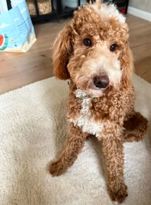 Goldendoodle Medium bis Mini  10 Welpen am 23.03.  Nicht Haarend Geboren  Bild 8