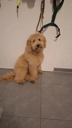 Goldendoodle Medium bis Mini  10 Welpen am 23.03.  Nicht Haarend Geboren  Bild 7