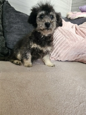 Wunderschöner Zwergpudelrüde, Silber