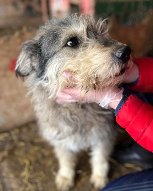 Ruheplätzchen für PAULA - die süßeste Hundeomi aller Zeiten gesucht