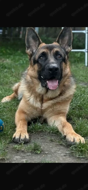 Deutscher Schäferhund rüde