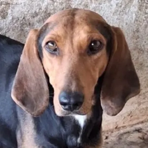 Camelia, geb. ca. 03 2021, lebt in GRIECHENLAND, auf einer privaten Pflegestelle 