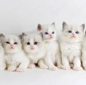 Wunderschönes Ragdoll-Kätzchen sucht ein liebevolles Zuhause 