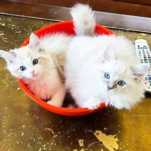 Wunderschönes Ragdoll-Kätzchen sucht ein liebevolles Zuhause 