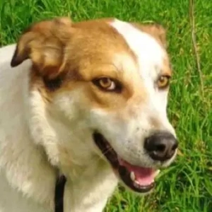 Kalliope, geb. ca. 12 2023, lebt in GRIECHENLAND, auf einer privaten Pflegestelle 