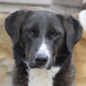 Laura, geb. ca. 06 2019, lebt in GRIECHENLAND, auf einer privaten Pflegestelle