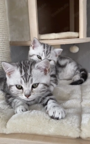 Suche kitten für ende mitte April so 400  zahle ich sonst alle Informationen privat bitte melden