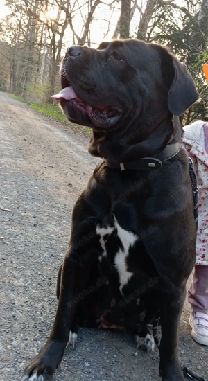 Wurfankündigung Cane Corso Italiano