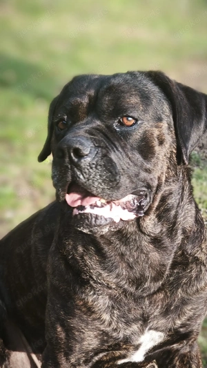 Welpen Cane Corso Italiano Bild 10