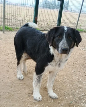 Millie, geb. ca. 09 2024, lebt in GRIECHENLAND, auf einer privaten Pflegestelle - image 2