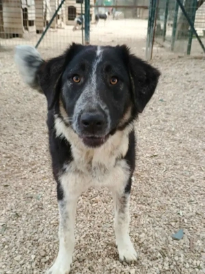 Millie, geb. ca. 09 2024, lebt in GRIECHENLAND, auf einer privaten Pflegestelle - image 8
