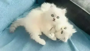 Wunderschöne BLH Kitten mit blauen Augen liebevoll aufgezogen