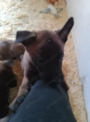 3 Malinois Welpen suchen ein Zuhause! Bild 5