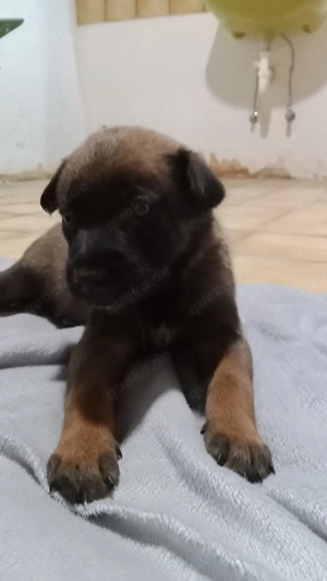 3 Malinois Welpen suchen ein Zuhause! Bild 4