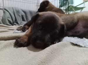 6 Malinois Welpen suchen ein Zuhause!