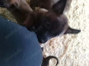 3 Malinois Welpen suchen ein Zuhause! Bild 6