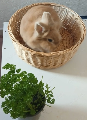 Zwei Zwergkanienchen Löwenköpfchen