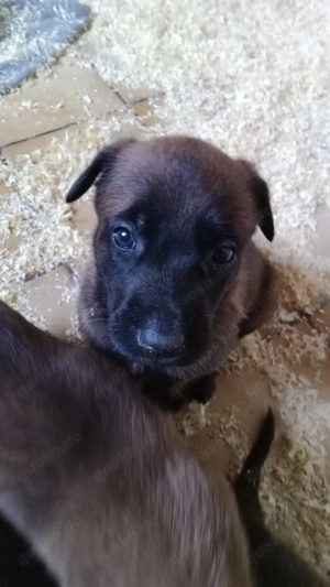 3 Malinois Welpen suchen ein Zuhause! Bild 7