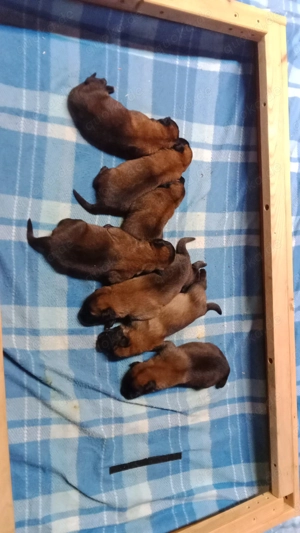 3 Malinois Welpen suchen ein Zuhause! Bild 8