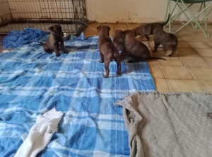 6 Malinois Welpen suchen ein Zuhause!