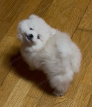 Reinrassige Pomeranian Zwergspitz Welpen 