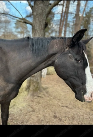  Westfalenstute 6J - Dimaggio x World Cup I"