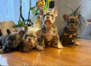 zauberhafte Franzosen suchen noch (Auftrag Schwiegermutter)