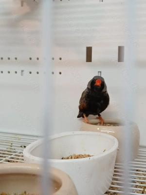 Schauzebrafinken Charcoal und spalt Charcoal