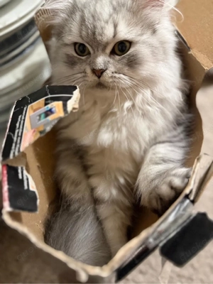 2 junge BKH Langhaar Katzen (silber)   verspielt & verschmust