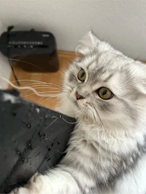 Verspielter BKH Langhaar Kater (silber) jung & menschenbezogen