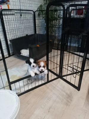 Westhighland Biewer Yorkshire Welpen