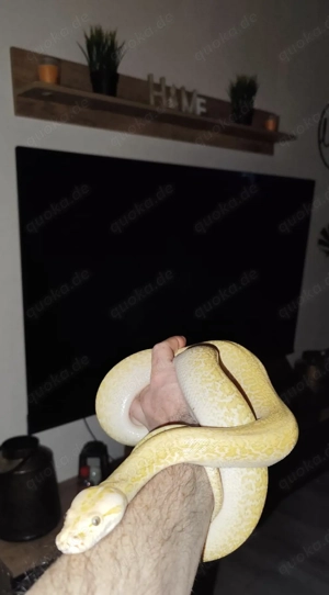 Hypo Granit Tigerpython 1.0 