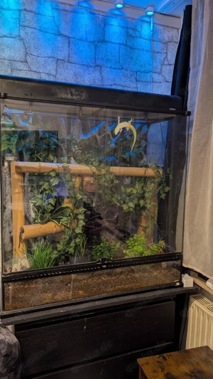 Madagaskar Taggecko M und W mit Terrarium 