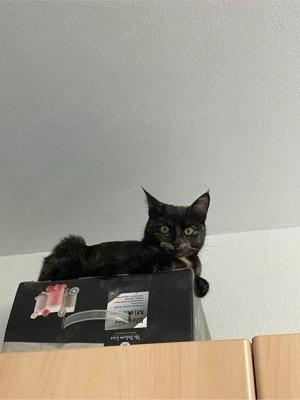 Süsse Maus sucht Zuhause