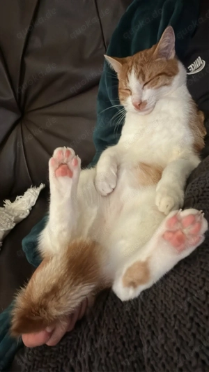 Liebevolles Zuhause für jungen Kater gesucht