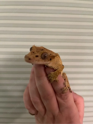 Kronengecko solar flare