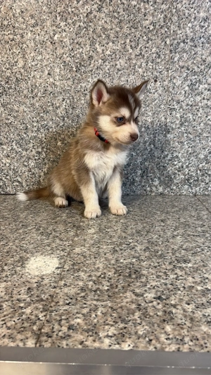Siberian Husky Welpen 