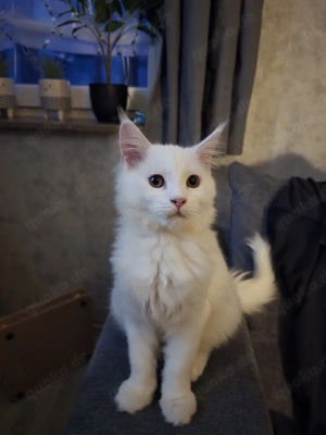 luna sucht ein neues Zuhause 