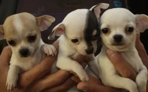 Chihuahua Welpen in KH und LH mit Ahnentafel