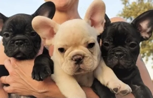 Französische Bulldoggen Welpen suchen ein schönes Zuhause 