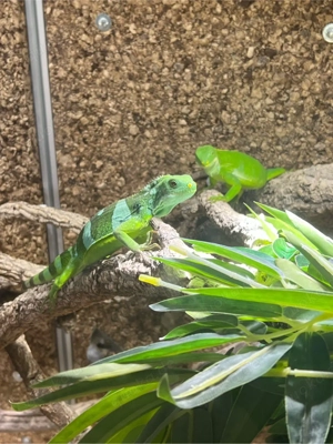 Brachylophus Fasciatus 