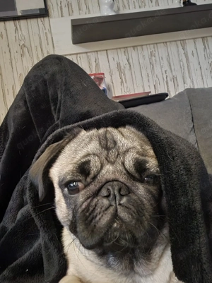 Liebevolles zuhause gesucht.